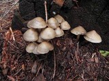 Mycena overholtsii image