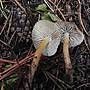 Mycena overholtsii image