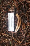 Otidea leporina image