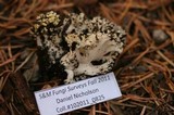 Ramaria rasilispora var. scatesiana image
