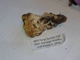 Ramaria rasilispora var. scatesiana image