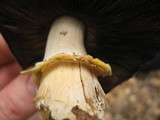 Agaricus albolutescens image