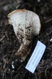 Gomphus bonarii image
