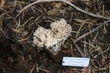 Ramaria rubrievanescens image