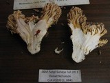 Ramaria rubrievanescens image