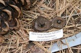 Rhizopogon salebrosus image