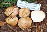 Rhizopogon roseolus image