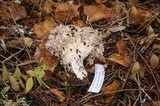 Ramaria subviolacea image