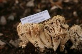 Ramaria rubricarnata image