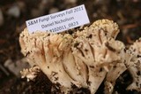 Ramaria rubricarnata image