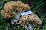 Ramaria rubricarnata image