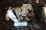 Ramaria rubrievanescens image