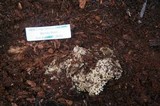Ramaria rubrievanescens image
