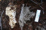 Ramaria rubrievanescens image