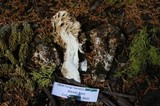 Ramaria rubrievanescens image