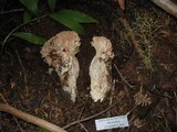 Ramaria rubrievanescens image