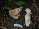 Ramaria rubrievanescens image