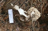 Ramaria rubrievanescens image