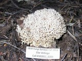 Ramaria subviolacea image
