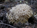 Ramaria subviolacea image