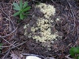 Ramaria vinosimaculans image