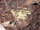 Ramaria vinosimaculans image