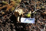 Cortinarius pinguis image