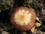 Psathyrella longistriata image