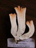 Gomphus bonarii image