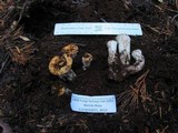 Gomphus bonarii image