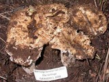Gomphus bonarii image