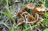 Conocybe cyanopus image