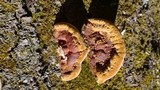 Phellinus gilvus image