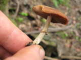 Psathyrella longistriata image