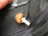 Psathyrella longistriata image