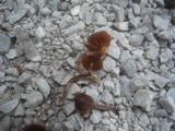 Cortinarius helobius image