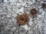 Cortinarius helobius image