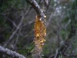 Cronartium flaccidum image