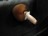 Psathyrella longistriata image