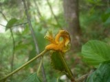 Puccinia coronata image