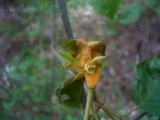 Puccinia coronata image