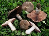 Agaricus cupreobrunneus image