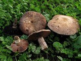 Agaricus cupreobrunneus image