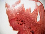 Tricholosporum tropicale image