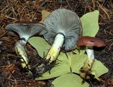Gomphidius subroseus image