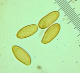 Gomphidius subroseus image