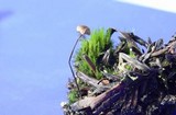Gymnopus androsaceus image