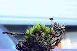 Gymnopus androsaceus image