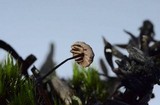 Gymnopus androsaceus image