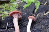 Laccaria bicolor image